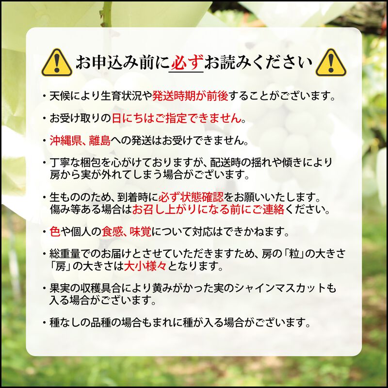 【2024年発送】シャインマスカット 約2kg（約2～5房）2024年9月上旬頃～2024年10月下旬頃_05