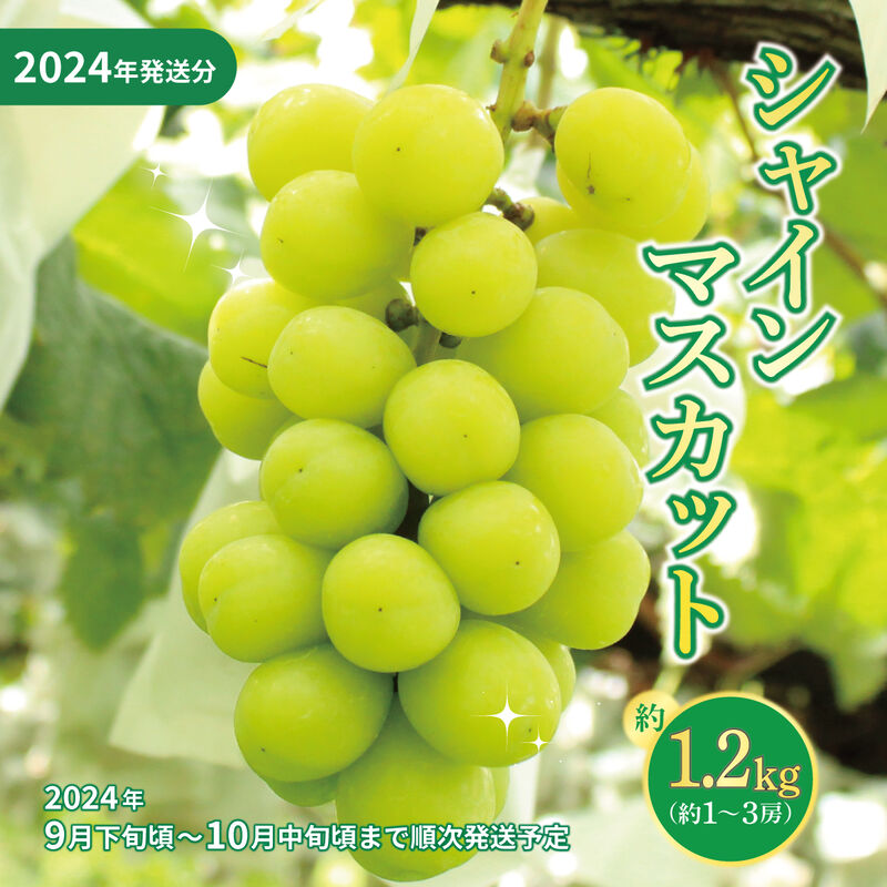 【2024年発送分】シャインマスカット 約1.2kg（約1～3房）2024年9月上旬頃～2024年10月下旬頃_01