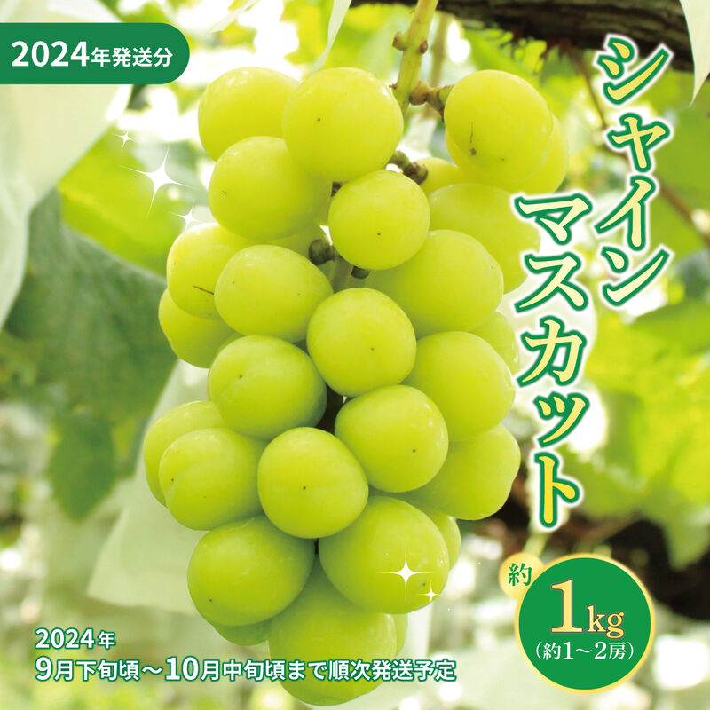 【2024年発送】シャインマスカット 1kg(1～2房)2024年9月上旬頃～2024年10月下旬頃_01