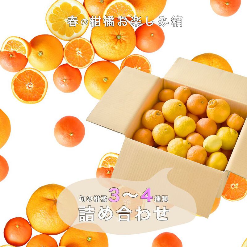 【本州内●送料無料】【春季限定】春かんきつお楽しみ箱【贈答用(特選品)】5kg(3～4種類の春みかん詰め合せ)_07