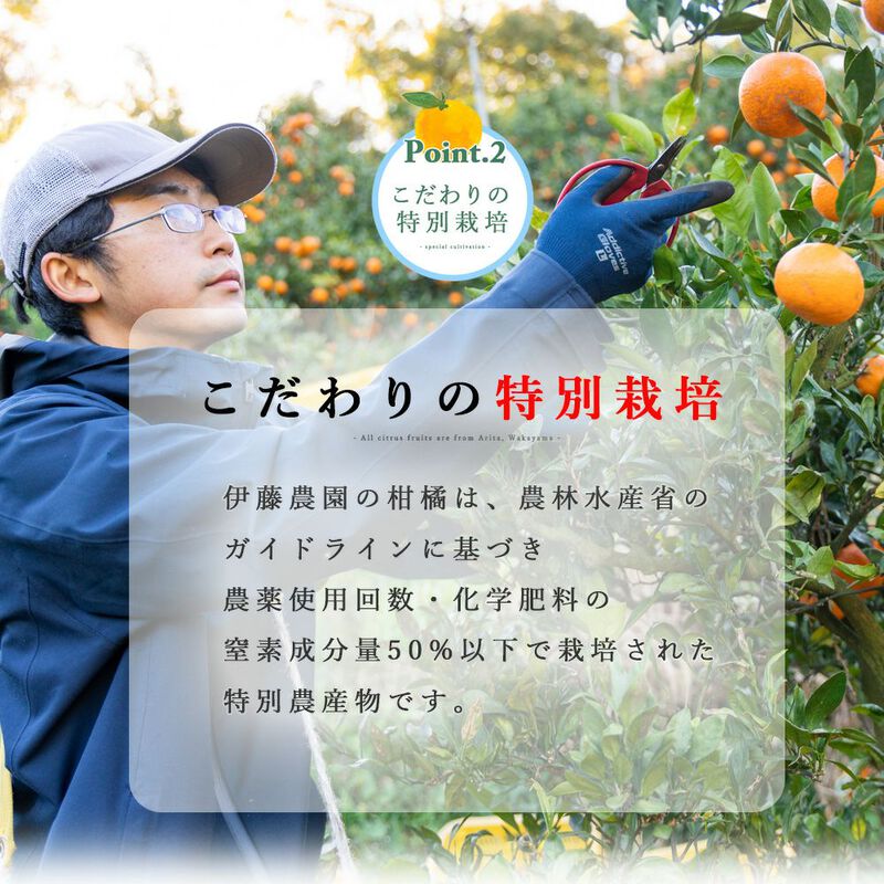 【本州内●送料無料】【春季限定】甘夏(あまなつ)【家庭用(訳あり品)】5kg_04