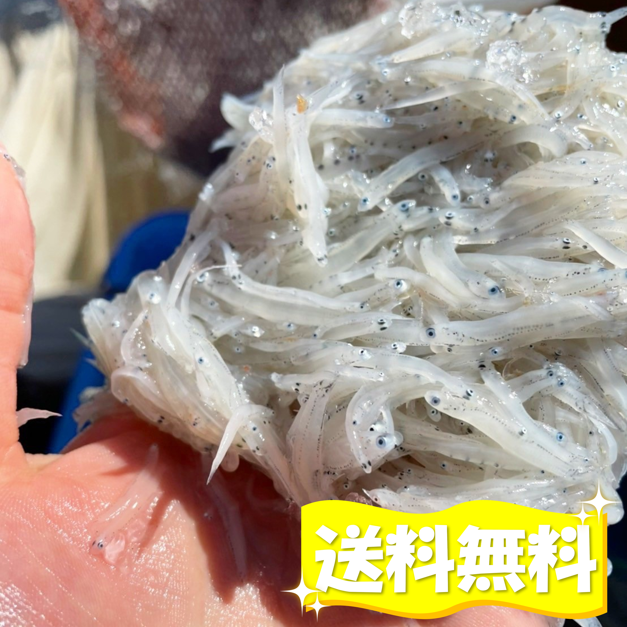 獲れたて新鮮☀️春しらす！絶品生しらす(100g×4パック)